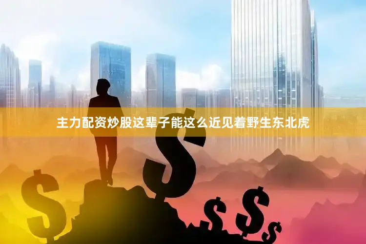 主力配资炒股这辈子能这么近见着野生东北虎
